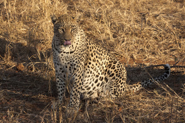 Leopard (Panthera pardus)