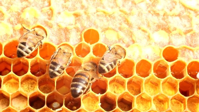 Bees take honey