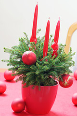Living spruce tree Picea Nidiformis - Christmas decoration