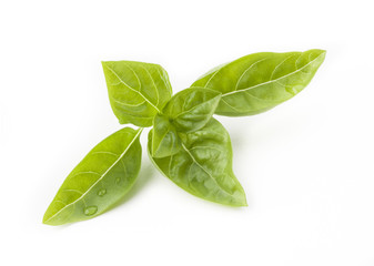 basil isolated on white background