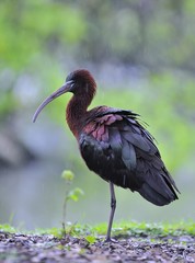 Glossy ibis.