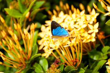 Blue butterfly on wild yellow flower