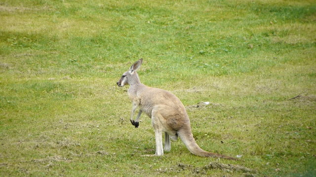 HD - Kangaroo