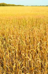 wheat field