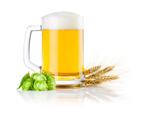 Mug fresh beer with Green hops and ears of barley isolated on a