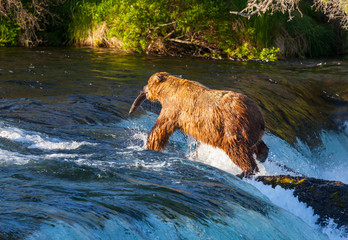 Bear on Alaska