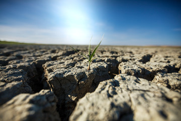 Drought