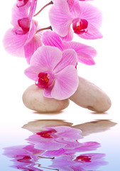 Massage Stones with Orchid