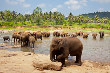 Fototapeta na wymiar Słoń na Sri Lance