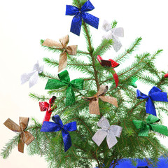 Living spruce tree - Christmas decoration