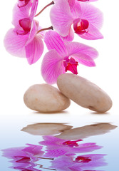 Fototapeta na wymiar Massage Stones with Orchid