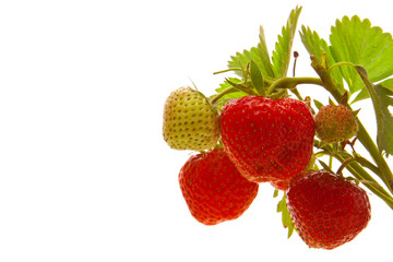 fresh red strawberries  