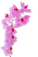 Naklejka na ściany i meble Kwitnąca orchidea