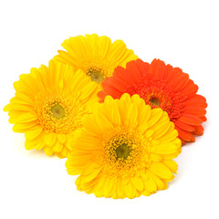 Beautiful daisy gerbera flowers