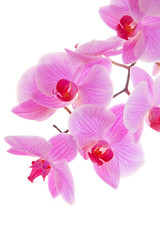 Fototapeta na wymiar Blühender Orchidee