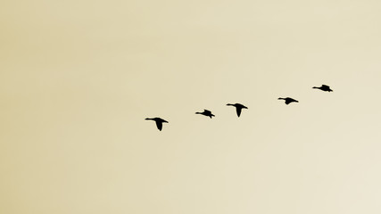 Wildenten im Flug bei Sonnenaufgang © Ezio Gutzemberg