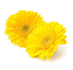 Beautiful daisy gerbera flowers