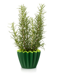 Sweet rosemary plant