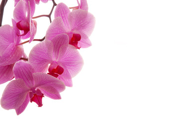 Fototapeta na wymiar blooming orchid 