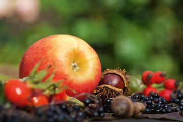 herbstliche Früchte