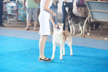 Siberian husky and its owner