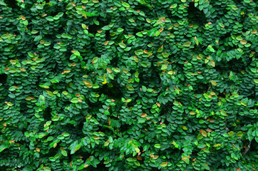 Wall of Ivy
