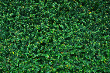 Wall of Ivy