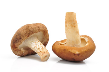 Mushroom isolated on white