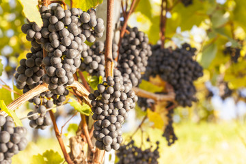 Blue grapes on vine.