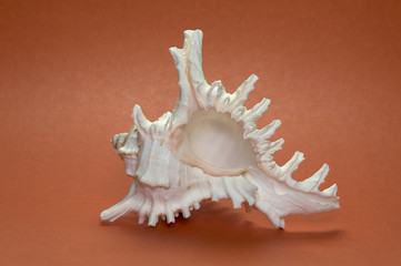 Sea shell on a terracotta background
