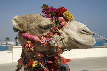 African camel elegant bridle closeup