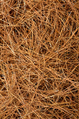 dried pine leaves needles pattern background