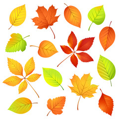 Autumn leaves. Vector illustration