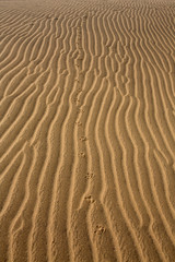 Desert dunes in Maspalomas Gran Canaria