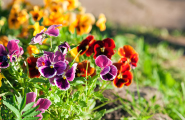 Altviolen of viooltjes Close-up in een tuin