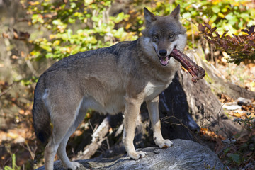 Obraz premium Wolf mit Beute