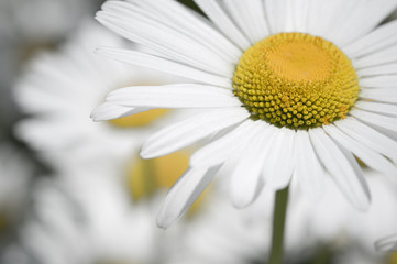 Daisy flower closeup