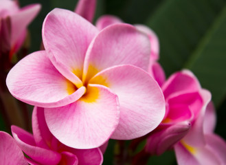 Fototapeta na wymiar Zamknij się różowe kwiaty frangipani