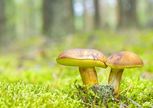 mushroom family in moss
