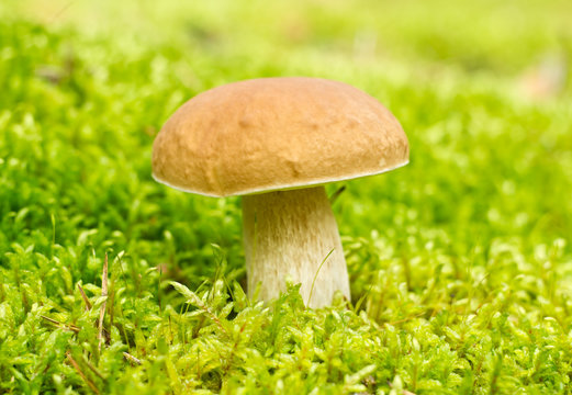 Mushroom ( Boletus edulis)