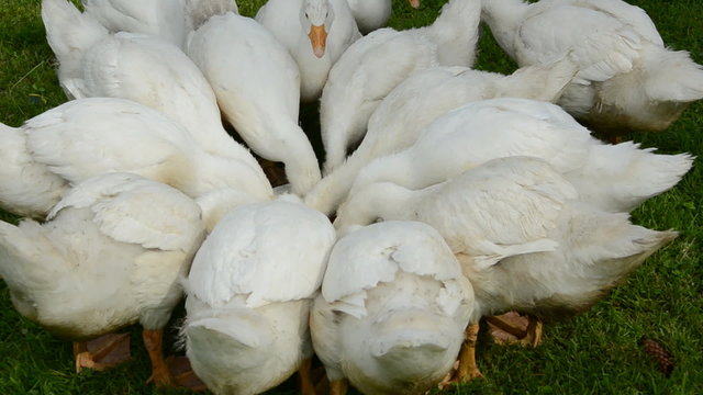 domestic white gooses group in farm garden