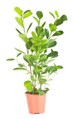 Ficus in the brown pot