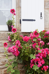 Fototapeta na wymiar rote Stockrosen und Rosen vor einer bretonischen Hauswand