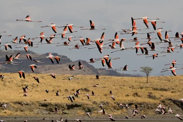 Photo sur Aluminium Flamant Flamingos am Lake Natron