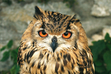 Owl - Detail of head in Strecno castle