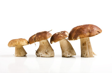 Edible mushrooms. Boletus edulis. © Vladimir Sazonov