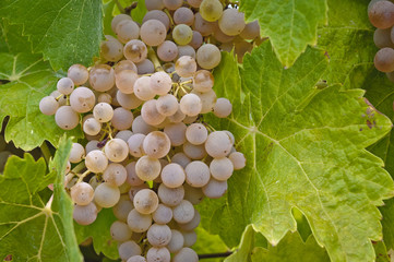 Uva bianca da vino - Malvasia- Trebbiano