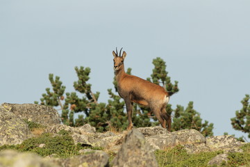 Isard ou chamois des pyrénées