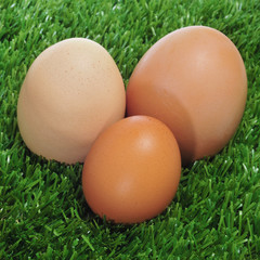 eggs on the grass