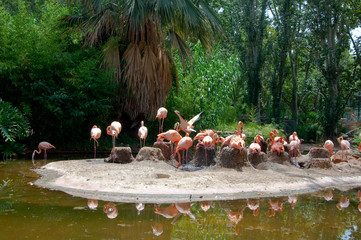 Flock of flamingos on an island.